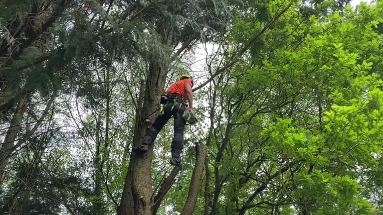 Tree and Shrub Care in Middleville, MI